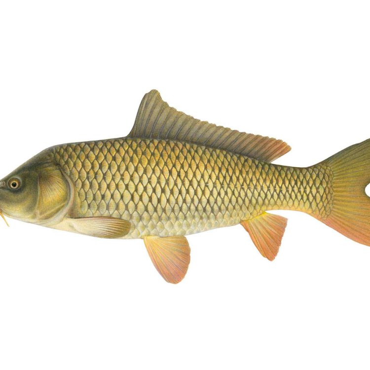 Carp: Ikan yang Sempurna untuk Dipelihara di Rumah