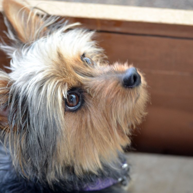 Silky Terrier: Anjing yang Unik dan Ramah Berbulu Sutra