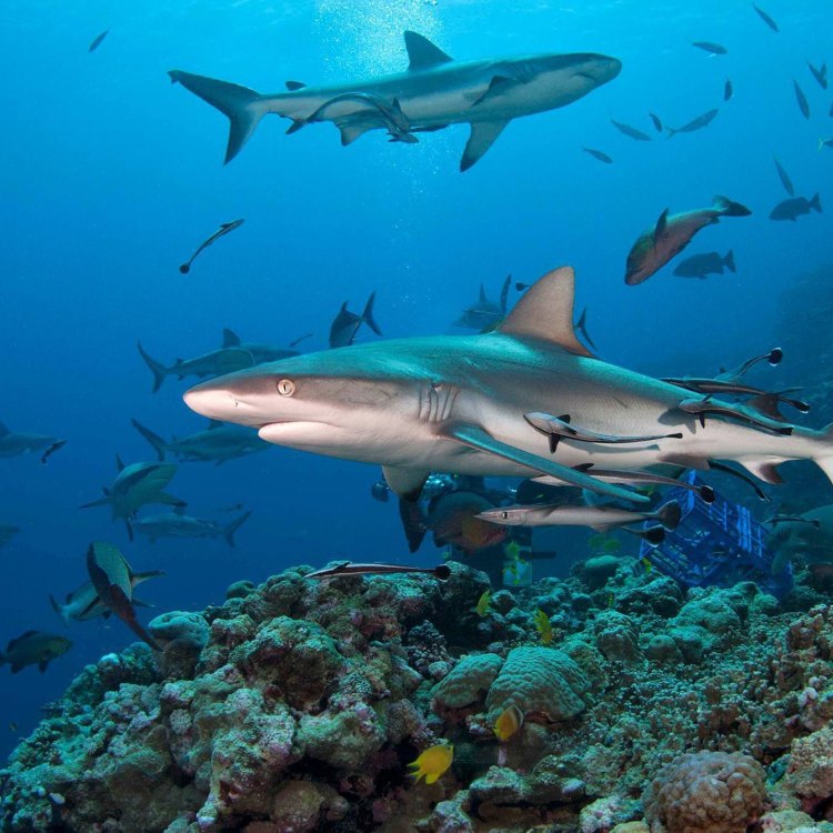 Tema: Mengenal Lebih Dekat Reef Shark, Hewan Pemangsa yang Khas di Terumbu Karang