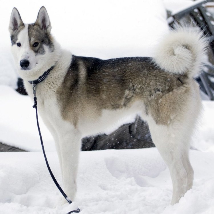 East Siberian Laika: Anjing Serba Bisa dengan Keanggunan Siberia Timur