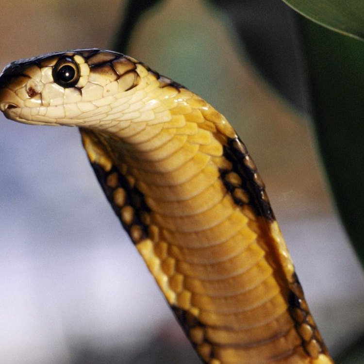 The Mighty King Cobra: Raja Tanpa Mahkota di Dunia Reptil