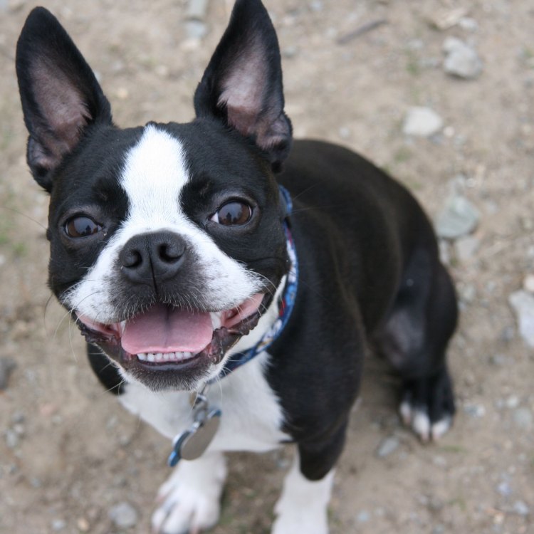 The Fascinating Boston Terrier: An American Icon in the Canine World