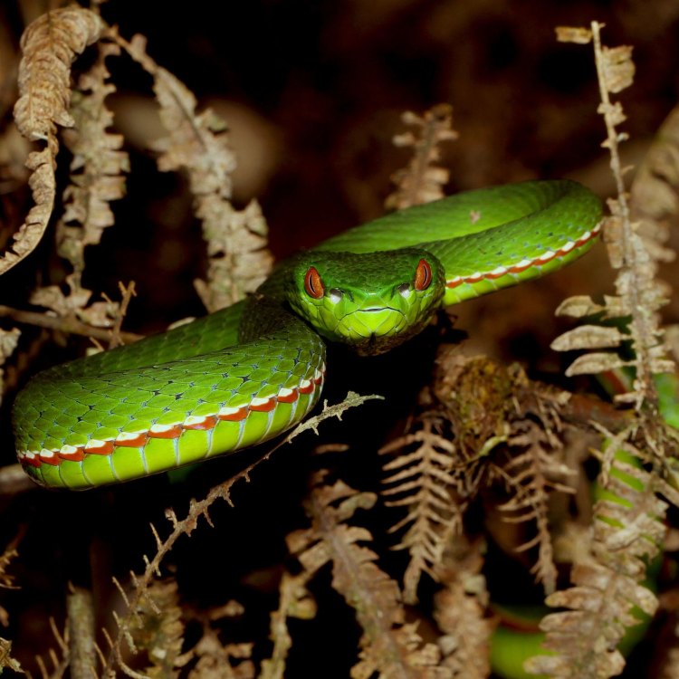 Tree Viper - Reptil Mematikan yang Cantik