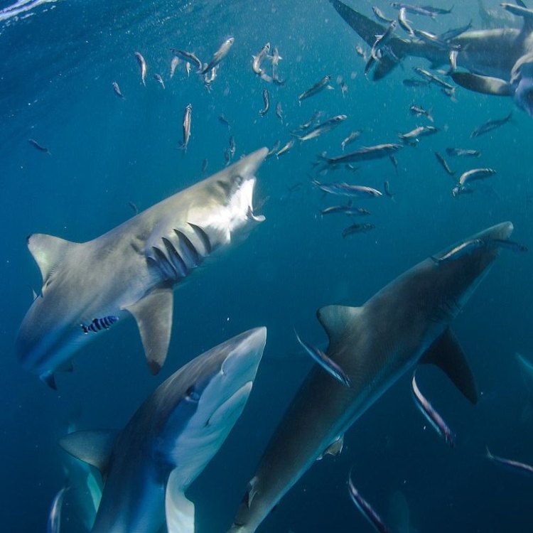 Mengenal Lebih Dekat Dengan Hewan Misterius yang Memikat Dengan Keangkerannya: Dusky Shark