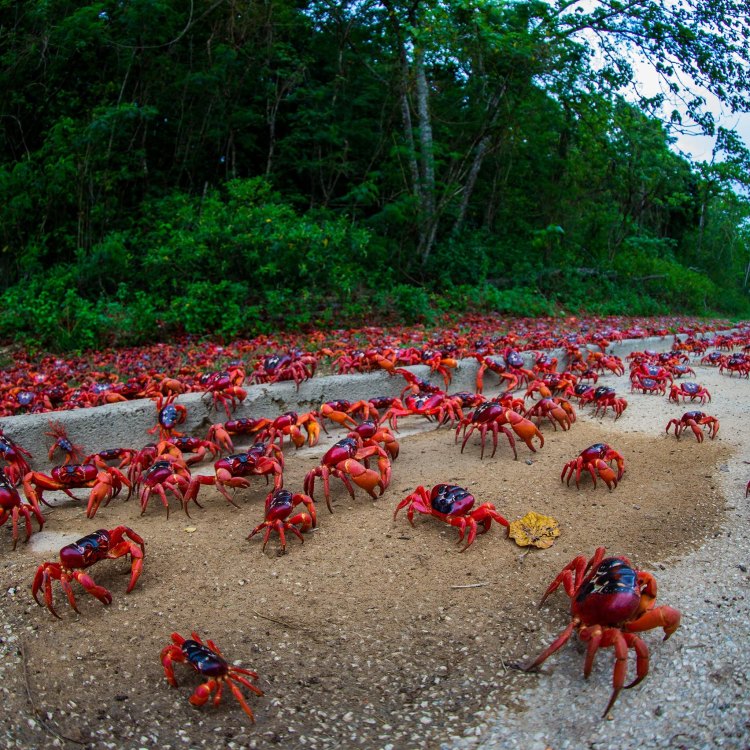 Mengenal Christmas Island Red Crab, Si Kepiting Merah yang Menghiasi Pulau Christmas