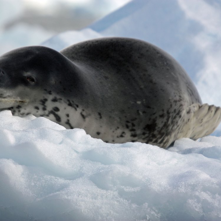 Leopard Seal: Pemangsa Mematikan di Kutub Selatan