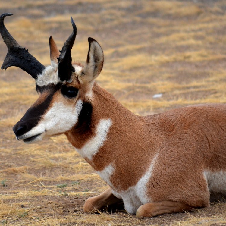 The Pronghorn Antelope: Sleek and Graceful Creatures of North America