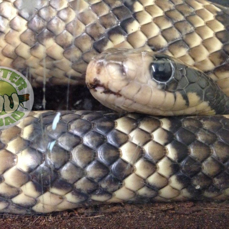 Judul Artikel: Fakta Menarik tentang False Cobra, Hewan Langka dari Italia