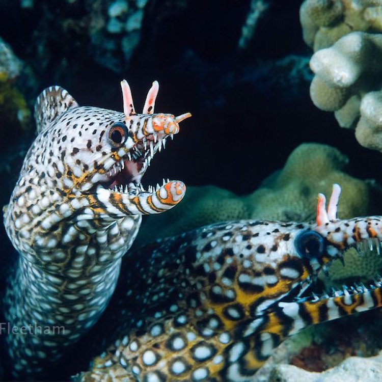 Dragon Eel: Ikan Ekor Naga yang Menakjubkan di Dunia Laut