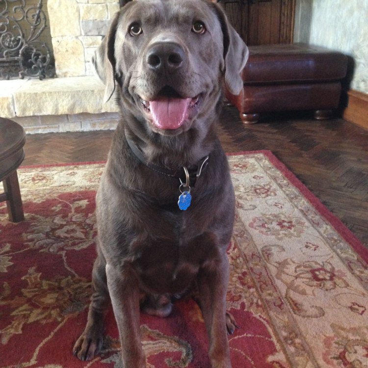 Silver Labrador: Kenalan dengan Anjing Setia dan Penuh Kasih