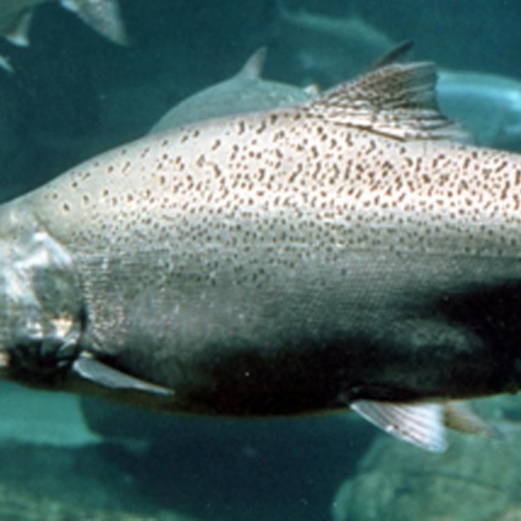 Chinook Salmon: Ikan Ranee Laut yang Menakjubkan