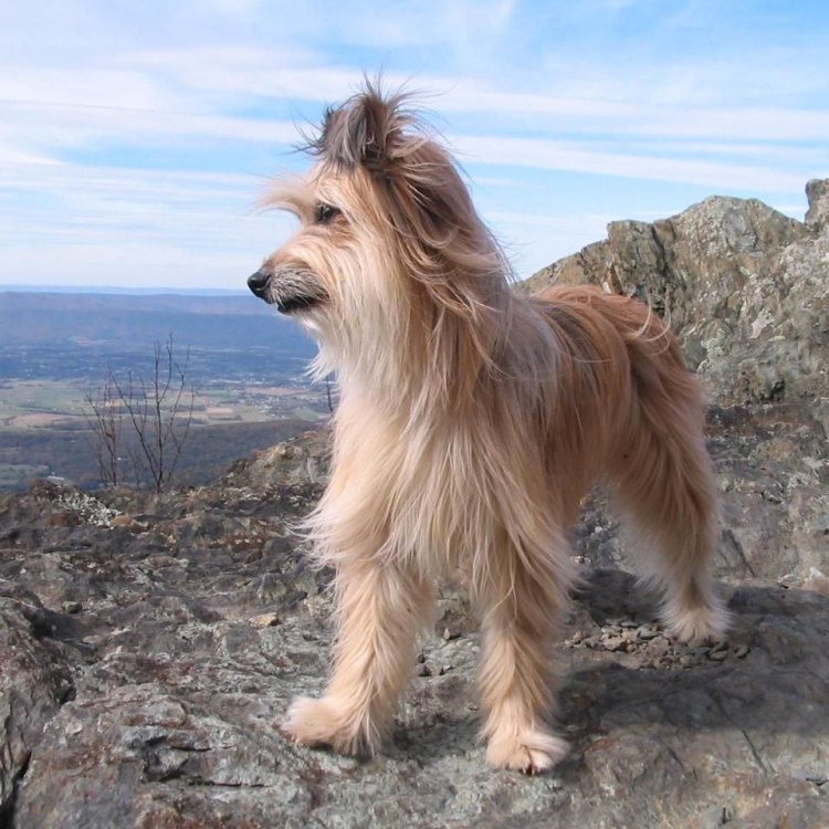 Pyrenean Shepherd: Anjing Penggembala Tangguh dari Pegunungan Pyrenees