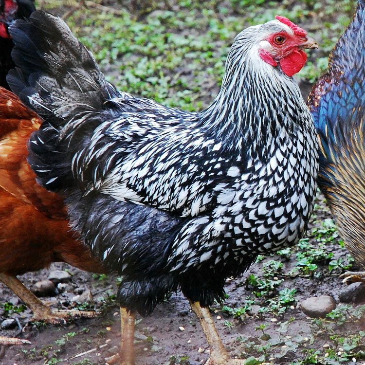 Wyandotte Chicken: Jenis Ayam Unggulan dengan Warna yang Eksotis