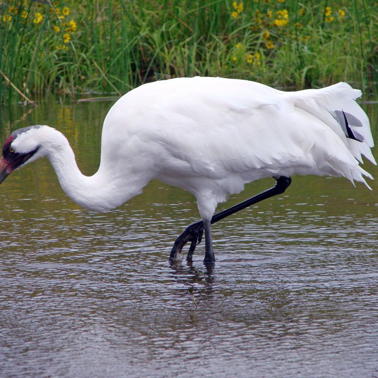 Melihat Lebih Dekat Kepada Crane: Burung Berukuran Besar Dengan Pesona Memikat