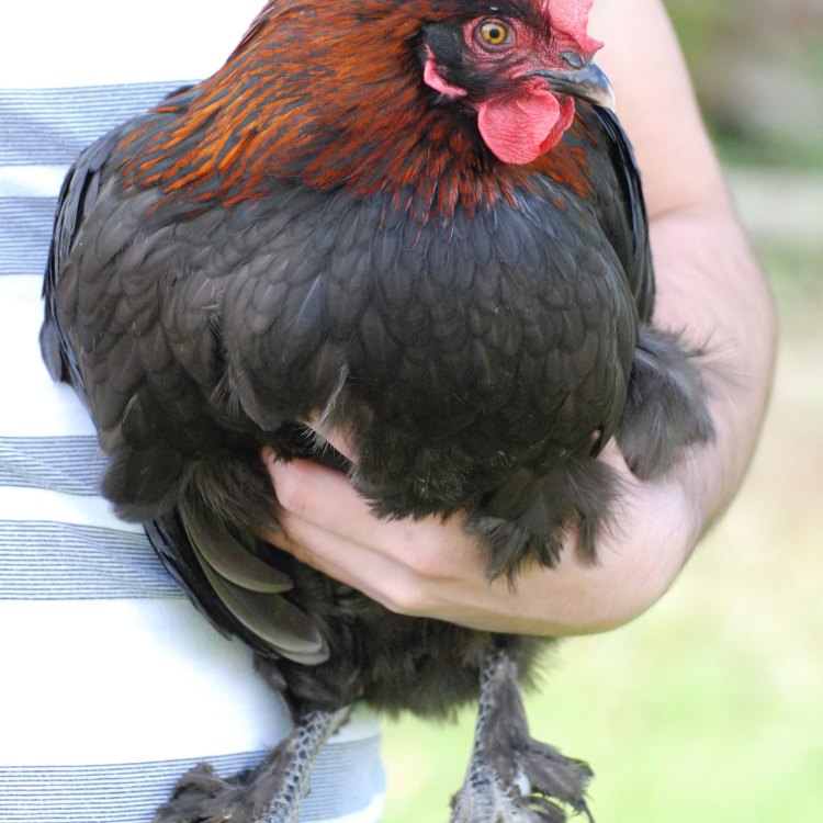Menjelajahi Keunikan dari Marans Chicken, Si Ayam Dari Prancis yang Menawan