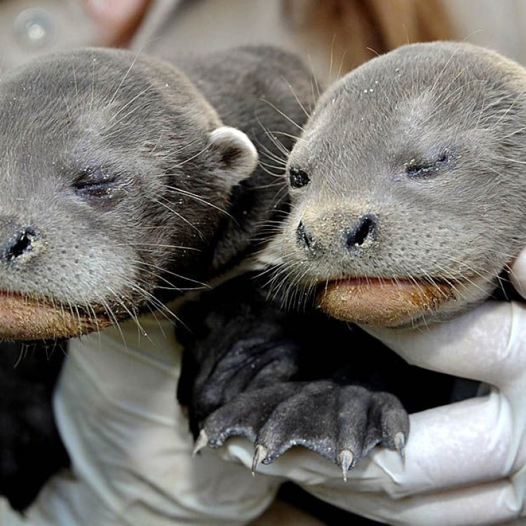 River Otter: Hewan yang Menakjubkan dari Keluarga Mustelidae