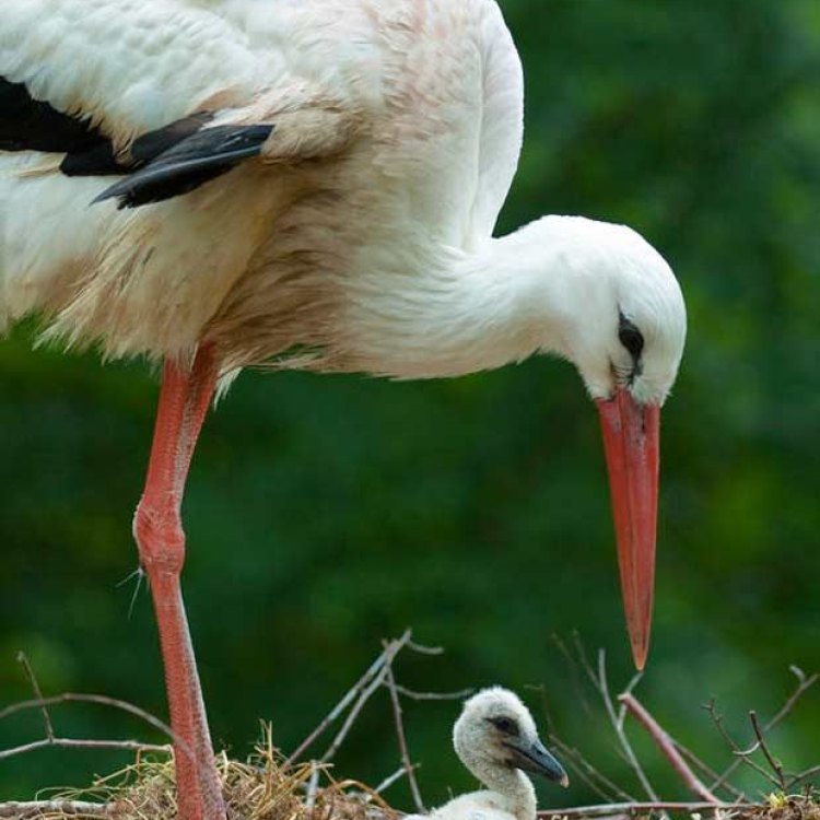 Stork: Pembawa Kebahagiaan dari Langit dan Laut
