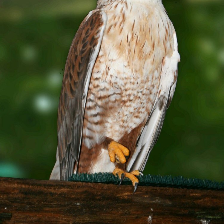 Ferruginous Hawk: Burung Pemangsa yang Mengagumkan dari Amerika Utara