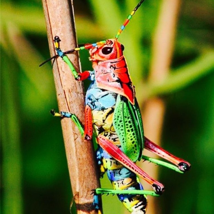 Keindahan Alami Rainbow Grasshopper