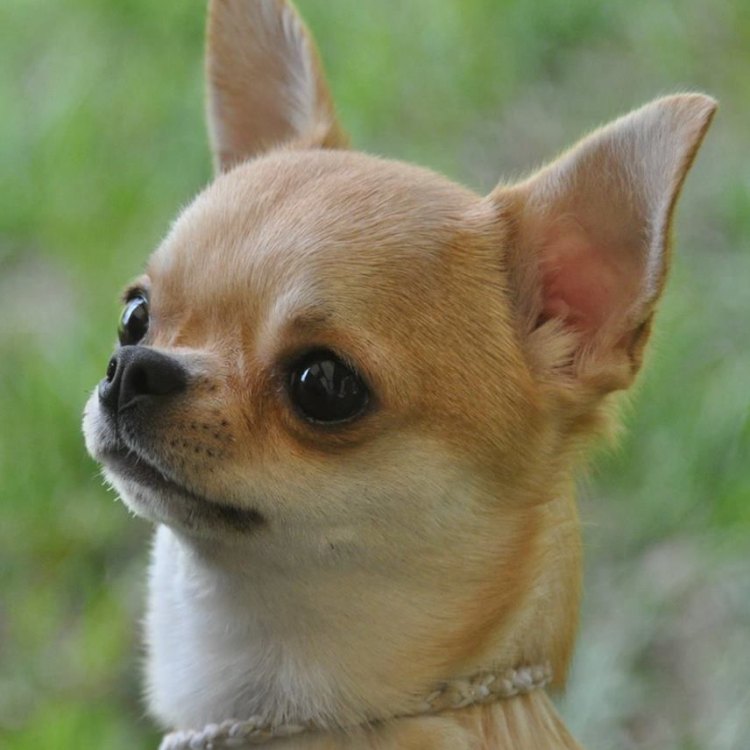 Mengenal Apple Head Chihuahua, Anjing Kecil yang Menggemaskan dan Penuh Karakter