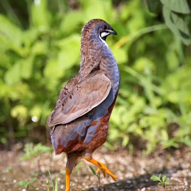 King Quail: Si Burung Puyuh Kerajaan dari Tanah Australia