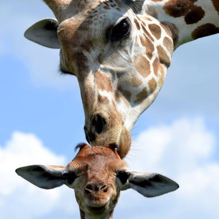 Tentang Giraffe
