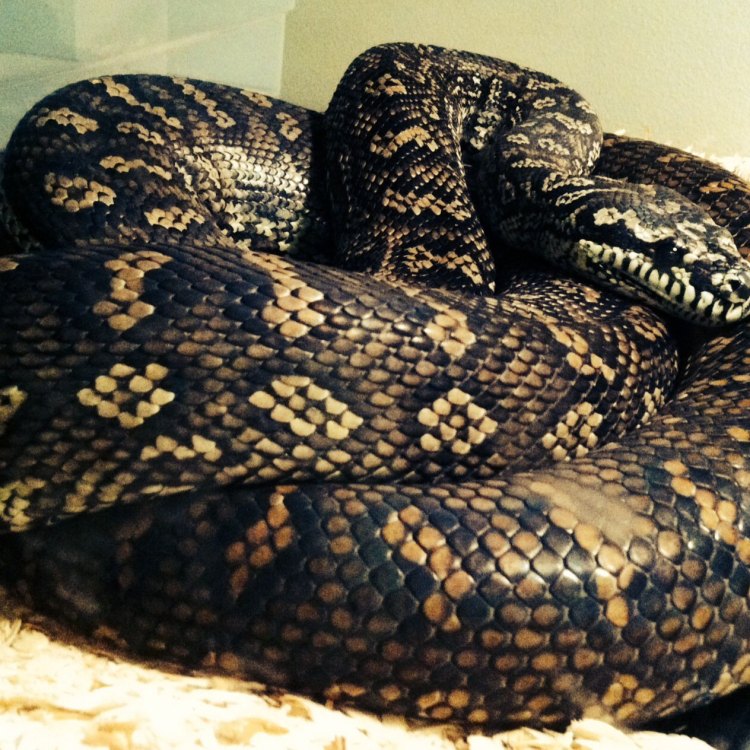 Coastal Carpet Python: Reptil Liar yang Eksotis dari Pesisir Australia