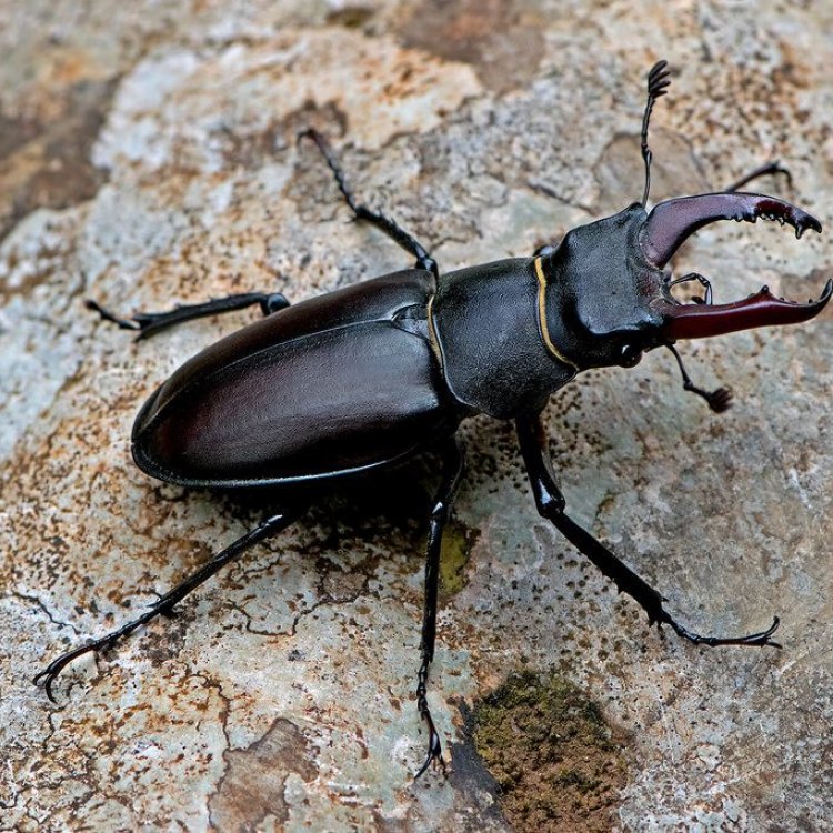 Stag Beetle: Serangga Besar yang Menakjubkan di Dunia Hewan