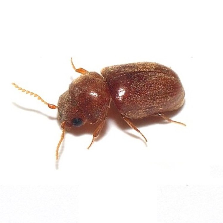 Cigarette Beetle: Serangga yang Merusak Objek Berharga dan Hewan Peliharaan Anda