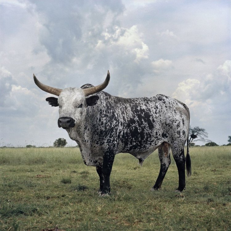 Memperkenalkan Hewan Nguni: Cattle Eksotis yang Menarik dari Afrika Selatan