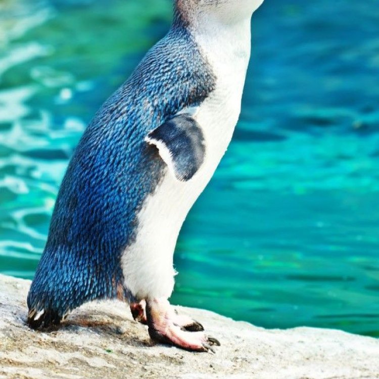 Mengenal Lebih Dekat dengan Hewan yang Unik dan Menggemaskan, Penguin
