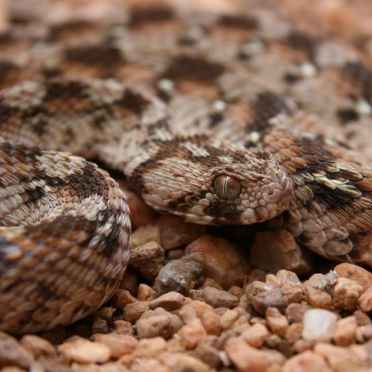 Kenali Saw Scaled Viper: Ular Yang Mematikan Dengan Ukuran Kecil
