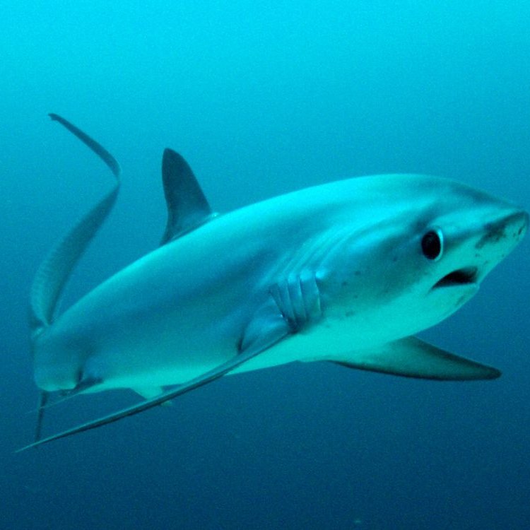Thresher Shark: Mengenal Hewan Ajaib yang Tersembunyi di Lautan