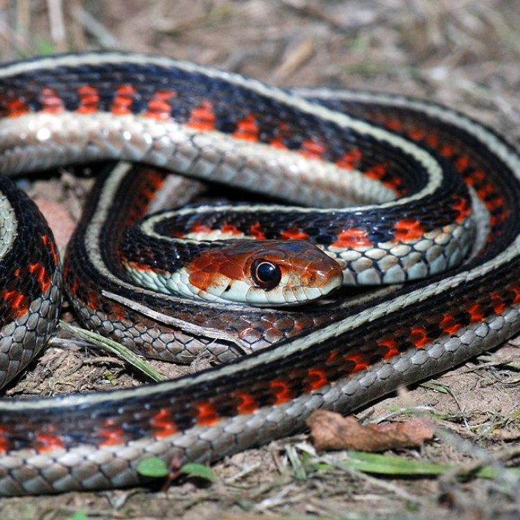 Garter Snake: Reptil Kecil yang Menyegarkan dan Menarik