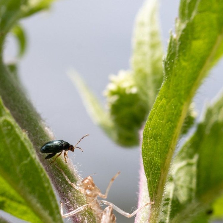 Flea Beetle: Hama Kecil yang Mengancam Tanaman Anda
