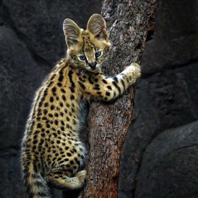 Serval: Kucing Liar Eksotis dari Afrika Sub-Sahara