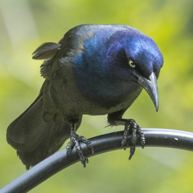 Mengenal Common Grackle: Burung yang Selalu Menarik di Hatimu