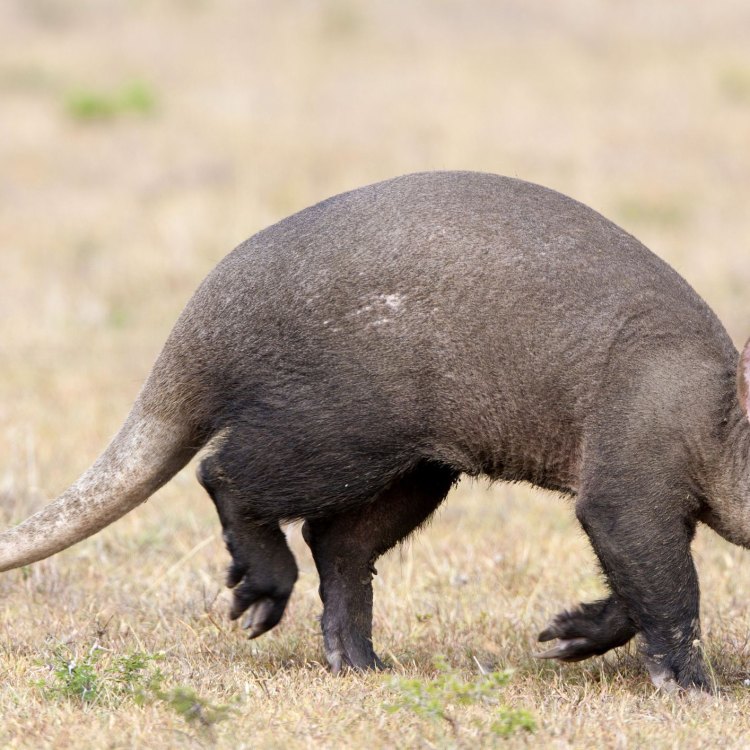 Aardvark: Hewan yang Unik dan Menarik dari Afrika