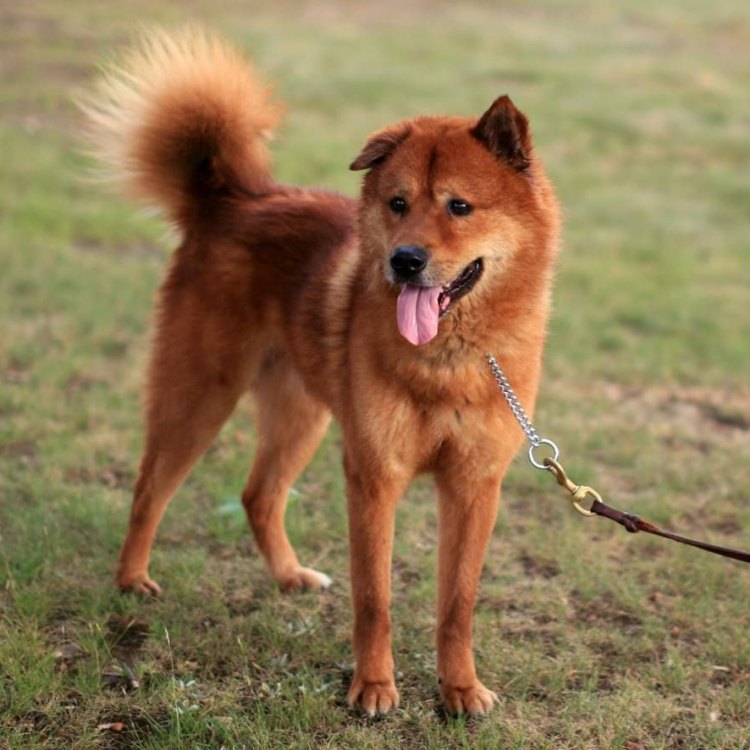 Korean Jindo: Anjing Pengawal Setia Asal Korea Selatan