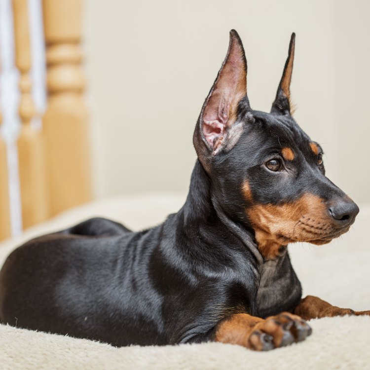 The Loyal and Regal German Pinscher: Medium-sized Canine with a Big Personality
