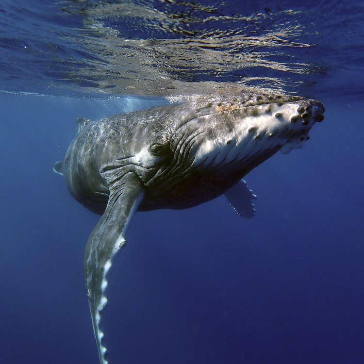 Jelajahi Keajaiban Laut dengan Humpback Whale