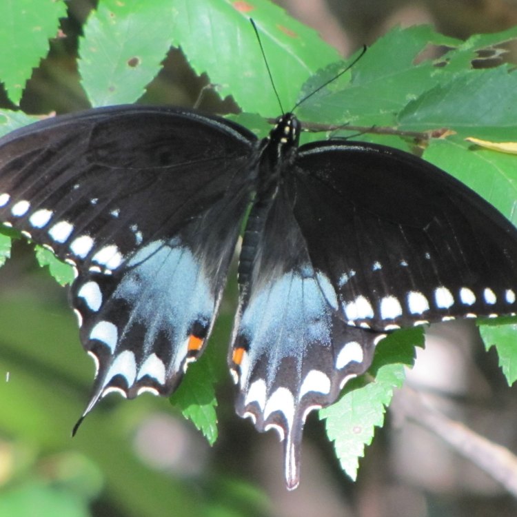 Menyelami Keindahan Black Swallowtail: Kupu-kupu Anggun yang Menggemaskan dan Penuh Warna