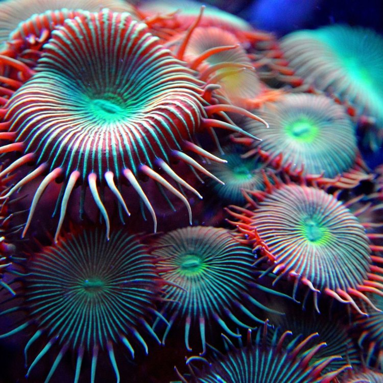 Coral: Hewan Filter Makan yang Menakjubkan dari Laut Tropis
