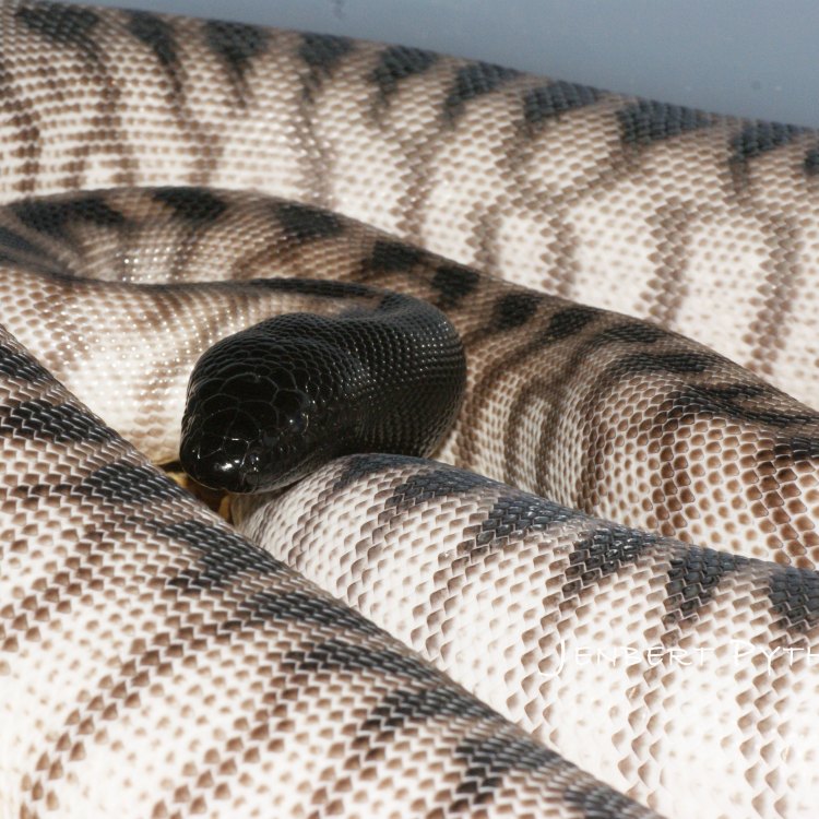 Black Headed Python: Penjelajah dari Tanah Utara Australia