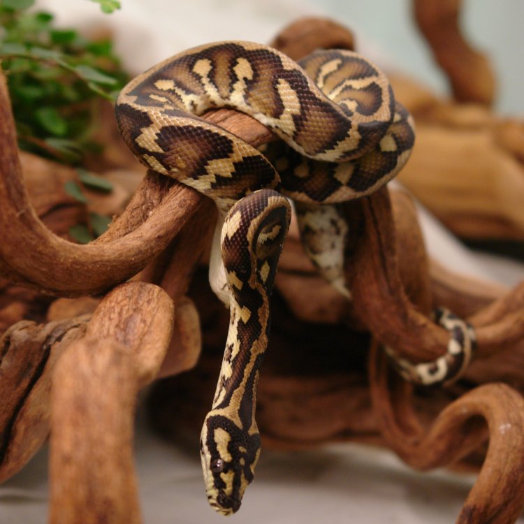 Mengenal Lebih Dekat carpet Python, Hewan Serperti yang Menarik Perhatian