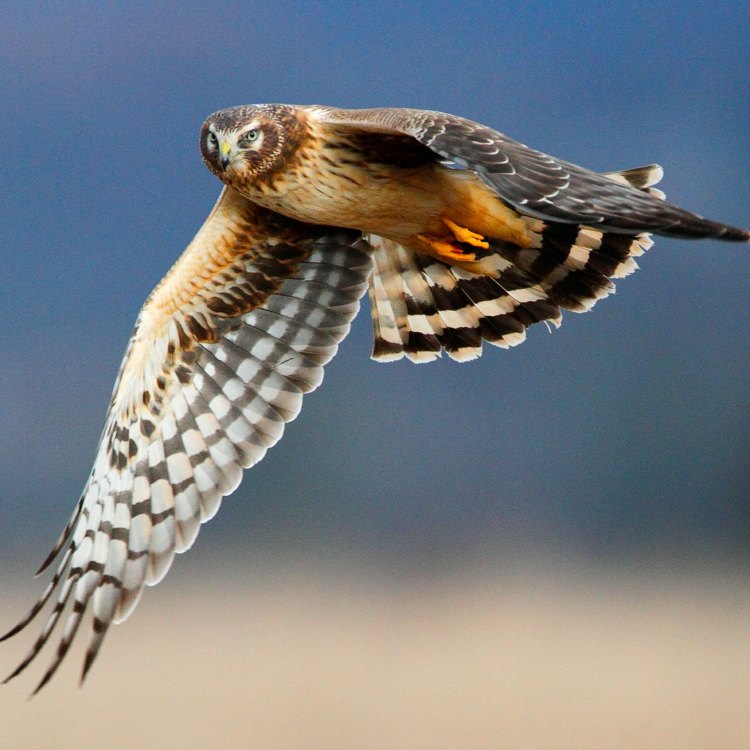 Mengenal Northern Harrier - Burung Pemangsa Elegan dari Wilayah Utara