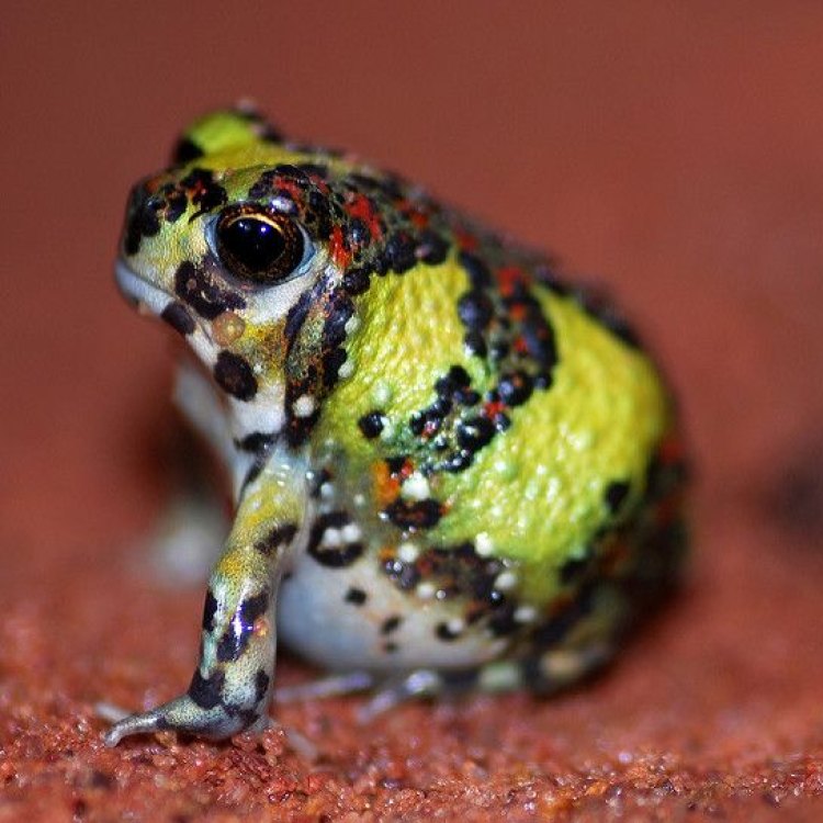 Mengenal Lebih Dekat Holy Cross Frog: Amfibi Ikonik Australia