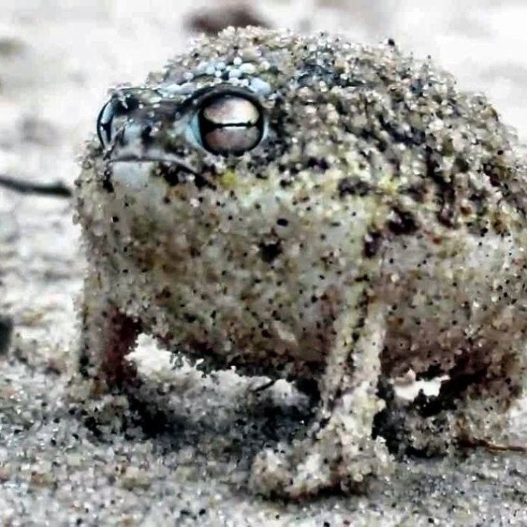 Tentang Desert Rain Frog: Hewan Unik yang Terlupakan