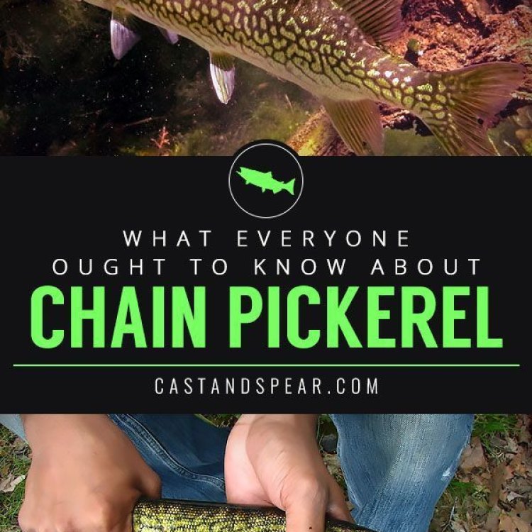 Chain Pickerel: Ikan Air Tawar yang Mengagumkan