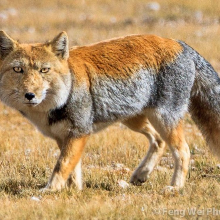Tibetan Fox: Kehidupan di Puncak Dunia dengan Keunikan yang Menarik